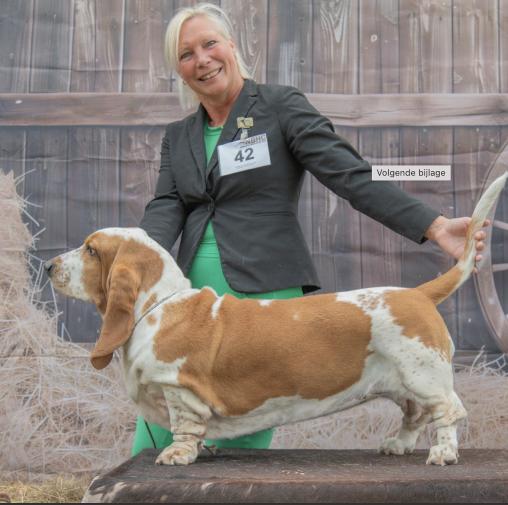 Eefje op de Basset Hound Specialty KCM