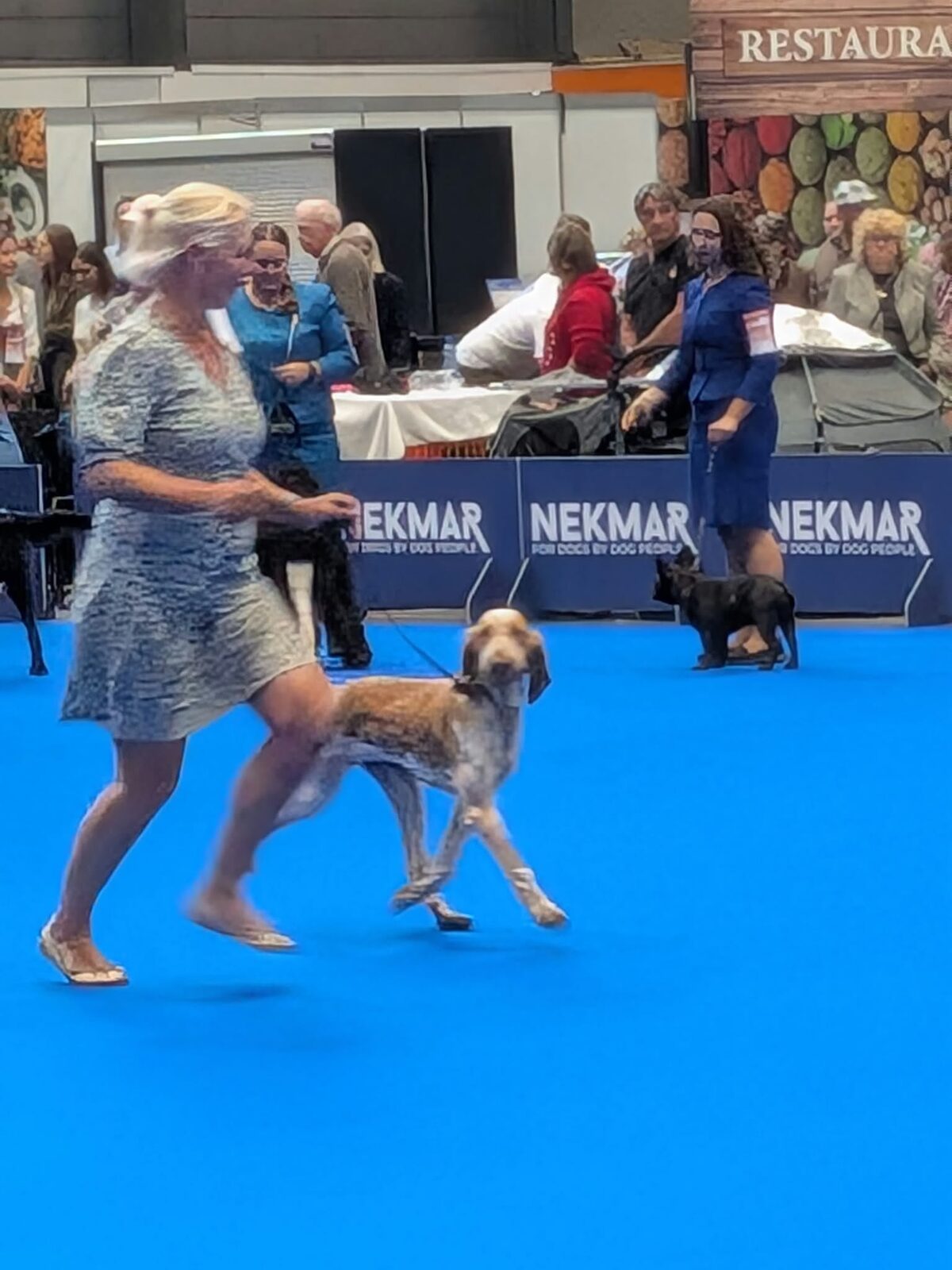 Dotje met Ageeth in de ring in Genève